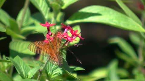 Butterflies Flying | Butterfly My animal friends | Butterfly HD Video Background Free Stock Footage