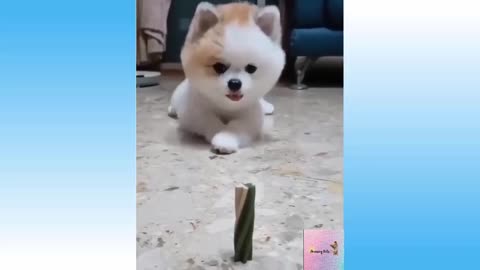 CUTE DOG DROOLING FOR SNACK