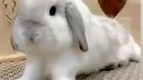 cute rabbit beautiful funny moment and #viral #shorts