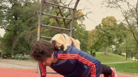 Pug stands on back of man doing pushups