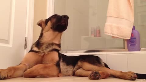 TRAINED DOGS REACTIONS TO THEIR OWNERS