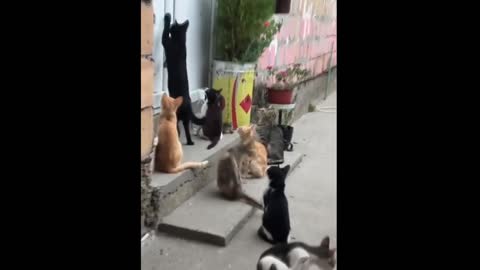 A group of funny cats knocking the doors, trying to match the music-MayaFunnyVideo