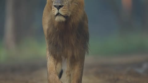 lion walking