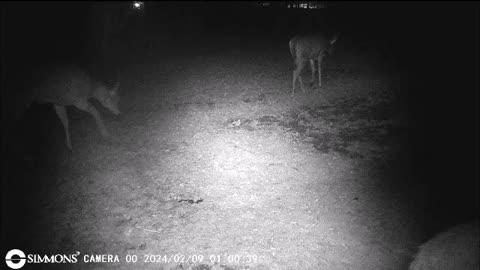 Backyard Trail Cams - 3 Does in the Garden