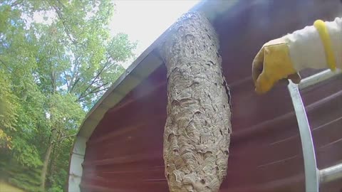 Massive FIVE FOOT Tall Hornet Nest Removed, Hornets Rage!