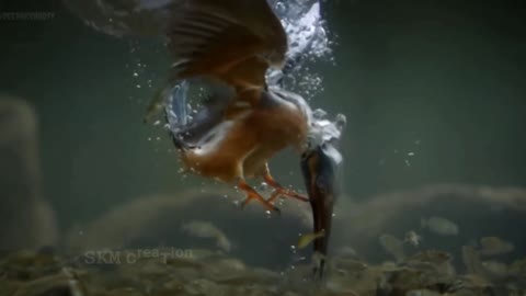 Amazing kingfisher bird fishing♥️