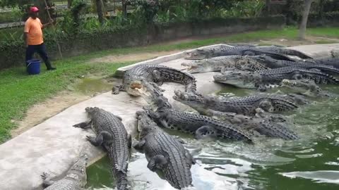 Crocodile Feeding at Langkawi eighting food _compalation #Animals