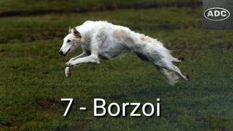 TOP-10 Best Fastest Running Dog Breed / fastest dog breed in the world / Aryan Dog Club Aryandogclub
