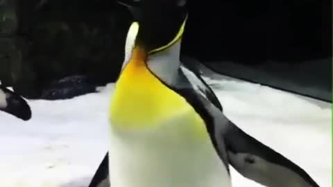 penguins playing with soap bubbles
