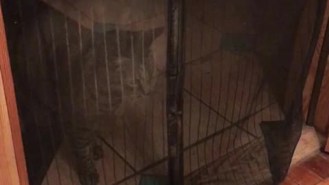 Cat thinks its stuck behind a fence but its actually a curtain