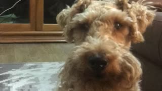 Welsh Terrier Begs for a Treat