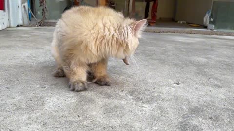 Tigers snatch food from their mouths