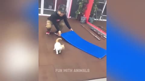 Funniest Animals 😂 Funny Cats and Dogs 2023 😺🐶