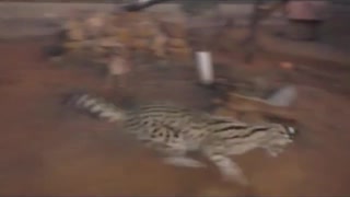 leopards play with laser