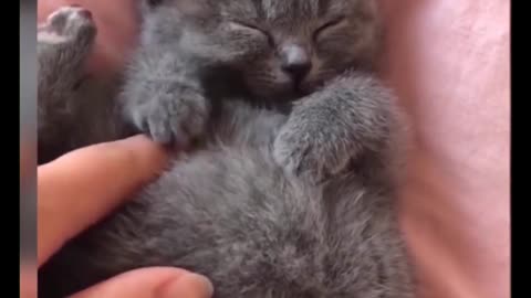 Cute baby cat playing with baby