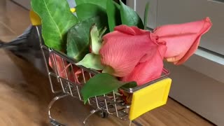 Parrot argues with his human, as he just wanted flowers from the grocery store