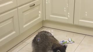 funny raccoon wants to blow some bubbles