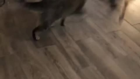 funny_cat_and_dog_fight