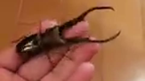Funny stag beetle cat dog animals videos13
