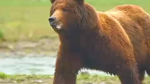 Animal Bears