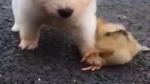 #shorts cute small dog playing running army |kutta ka baccha| cuteness loaded |love animal #animal