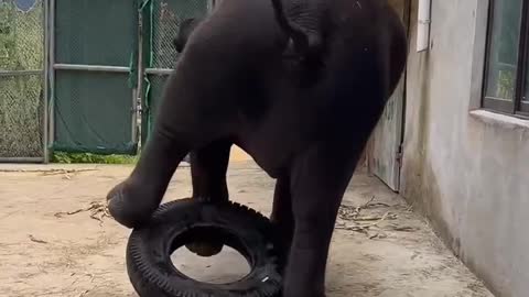 Elephants play with wheels