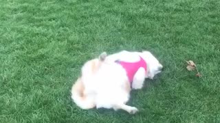 Light brown fluffy dog rolls around in grass field
