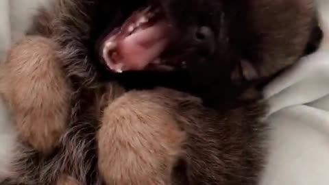 Brown puppy gets petted on white blanket