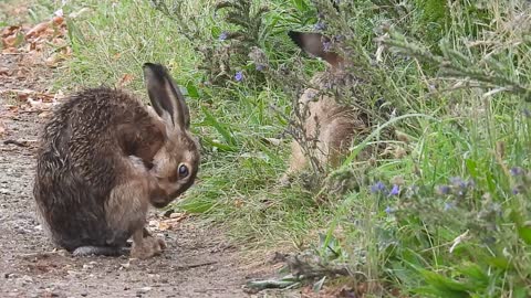 Invasive Species - Grooming Hare