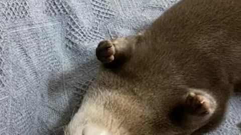 Otter learn tricks without treats