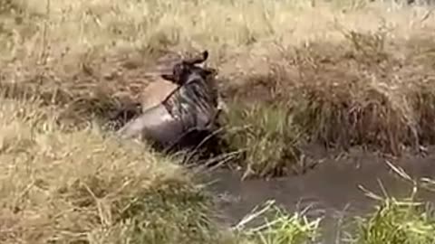 wildebeest takes on lion