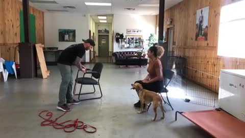 Leash reactive dog training- Dog reactivity training|| Dogs Training
