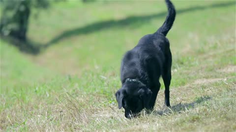 Black retriever dog smelling something in grass