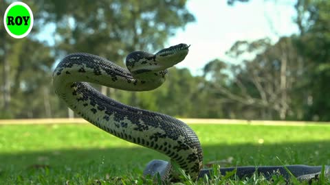 Watch the video of the venomous snakes in the forest