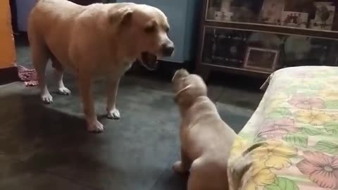 Mom Dog VS Son Dog (Comment Who Is The Winner) ( 480.mp4