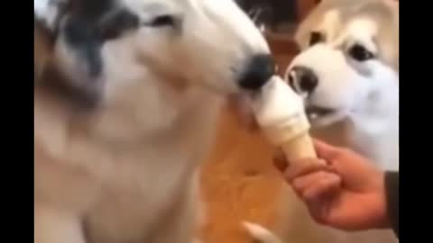 Dog eating ice cream ll dog funny video #shorts