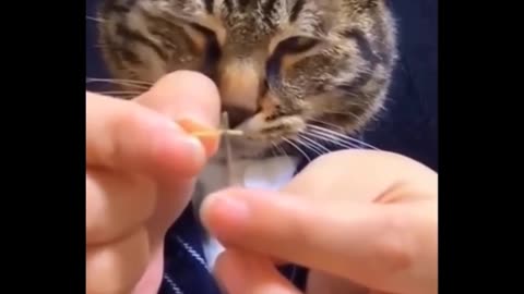 Funny Cats 😹 - Don't Try To Stop Laughing 🤣 - Funniest Cats Ever