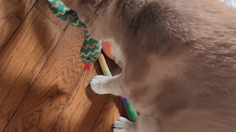 Archie and His Catnip Snakes