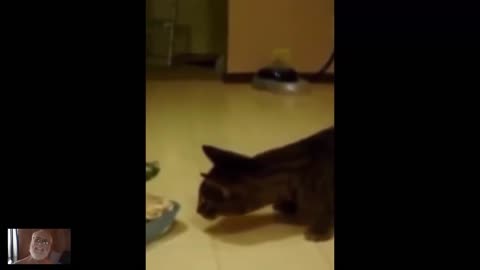 So funny and cute cats 2