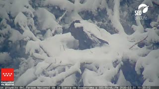 Vulture Dad Emerges From Nest Battered By Snowstorm