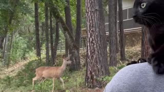 Shoulder riding cat encounters deer and ducks