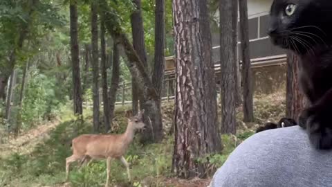 Shoulder riding cat encounters deer and ducks