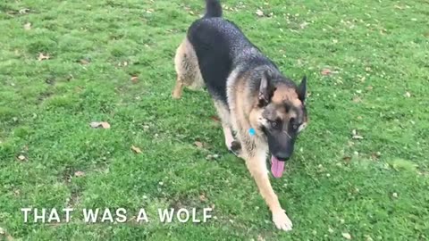 A Huge Wolf-dog Scares a German Shepherd