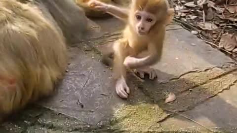 Why does the mother monkey push the baby?