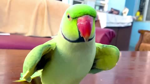 Funny Parrot Singing and Dancing