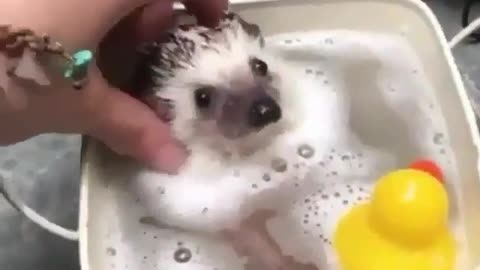 hedgehog having bath in his tube