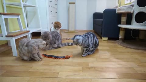Cats' Reaction to a Giant Centipede [SURI&NOEL CAT's STORY]
