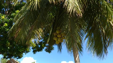 Coconut picking western Vietnam