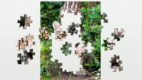 Puzzle from a picture with a predator Ocelot.