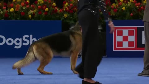 National Dog Show 2024: Best in Show (Full Judging) | NBC Sports